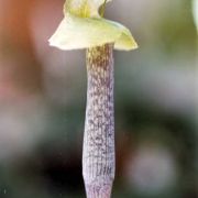 Image of Arisaema roxburghii  Kunth.