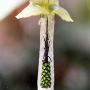 Image of Arisaema roxburghii  Kunth.