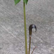 Image of Arisaema sahyadricum  S.R. Yadav, K.S. Patil & Bachulkar.