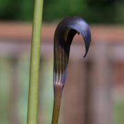 Image of Arisaema sahyadricum  S.R. Yadav, K.S. Patil & Bachulkar.