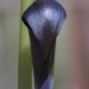 Image of Arisaema sahyadricum  S.R. Yadav, K.S. Patil & Bachulkar.