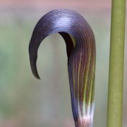 Image of Arisaema sahyadricum  S.R. Yadav, K.S. Patil & Bachulkar.