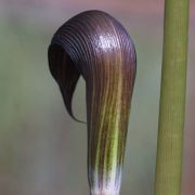 Image of Arisaema sahyadricum  S.R. Yadav, K.S. Patil & Bachulkar.