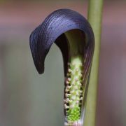 Image of Arisaema sahyadricum  S.R. Yadav, K.S. Patil & Bachulkar.