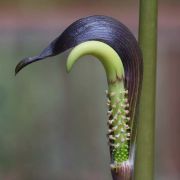 Image of Arisaema sahyadricum  S.R. Yadav, K.S. Patil & Bachulkar.