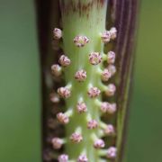 Image of Arisaema sahyadricum  S.R. Yadav, K.S. Patil & Bachulkar.