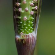 Image of Arisaema sahyadricum  S.R. Yadav, K.S. Patil & Bachulkar.