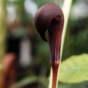 Image of Arisaema sahyadricum  S.R. Yadav, K.S. Patil & Bachulkar.