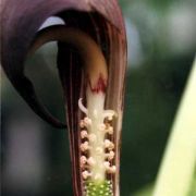 Image of Arisaema sahyadricum  S.R. Yadav, K.S. Patil & Bachulkar.