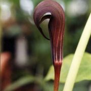 Image of Arisaema sahyadricum  S.R. Yadav, K.S. Patil & Bachulkar.