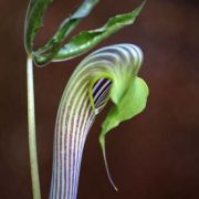 Image of Arisaema sarracenioides  E. Barnes & C.E.C. Fisch..