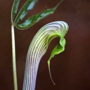 Image of Arisaema sarracenioides  E. Barnes & C.E.C. Fisch..