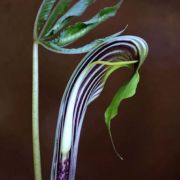 Image of Arisaema sarracenioides  E. Barnes & C.E.C. Fisch..