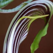 Image of Arisaema sarracenioides  E. Barnes & C.E.C. Fisch..