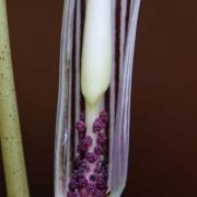 Image of Arisaema sarracenioides  E. Barnes & C.E.C. Fisch..