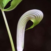 Image of Arisaema sarracenioides  E. Barnes & C.E.C. Fisch..