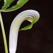 Image of Arisaema sarracenioides  E. Barnes & C.E.C. Fisch..