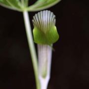 Image of Arisaema sarracenioides  E. Barnes & C.E.C. Fisch..