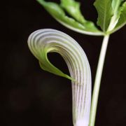 Image of Arisaema sarracenioides  E. Barnes & C.E.C. Fisch..