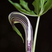 Image of Arisaema sarracenioides  E. Barnes & C.E.C. Fisch..