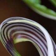 Image of Arisaema sarracenioides  E. Barnes & C.E.C. Fisch..