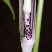 Image of Arisaema sarracenioides  E. Barnes & C.E.C. Fisch..