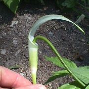 Image of Arisaema saxatile  Buchet.