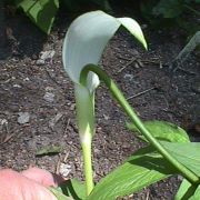 Image of Arisaema saxatile  Buchet.