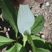 Image of Arisaema saxatile  Buchet.