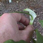 Image of Arisaema saxatile  Buchet.