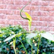 Image of Arisaema saxatile  Buchet.