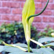 Image of Arisaema saxatile  Buchet.