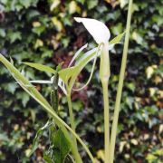 Image of Arisaema saxatile  Buchet.