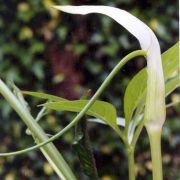 Image of Arisaema saxatile  Buchet.