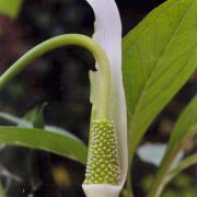 Image of Arisaema saxatile  Buchet.