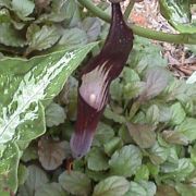 Image of Arisaema sazensoo  (Blume) Makino.