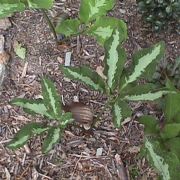 Image of Arisaema sazensoo  (Blume) Makino.