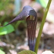 Image of Arisaema sazensoo  (Blume) Makino.