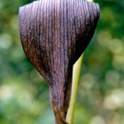 Image of Arisaema sazensoo  (Blume) Makino.