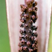 Image of Arisaema sazensoo  (Blume) Makino.