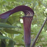 Image of Arisaema sazensoo  (Blume) Makino.