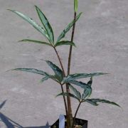 Image of Arisaema scortechinii  Hook. f..