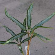 Image of Arisaema scortechinii  Hook. f..