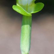 Image of Arisaema scortechinii  Hook. f..