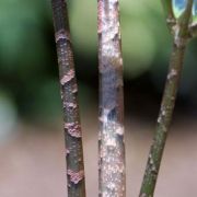 Image of Arisaema scortechinii  Hook. f..