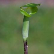 Image of Arisaema scortechinii  Hook. f..