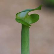 Image of Arisaema scortechinii  Hook. f..