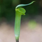 Image of Arisaema scortechinii  Hook. f..