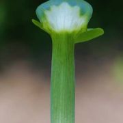 Image of Arisaema scortechinii  Hook. f..