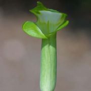 Image of Arisaema scortechinii  Hook. f..